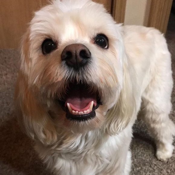 In Loving Memory of my sweet Boy…  💙Charlie - Picture 8 of 16